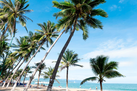 Tropical Beach Landscape with Tall Coconut Palm Trees and People Relaxing under Blue Sky in Vietnam Summer Vacation Concept Wide Angle Composition Nha Trang 20.12.2025 Vietnamのeditorial素材