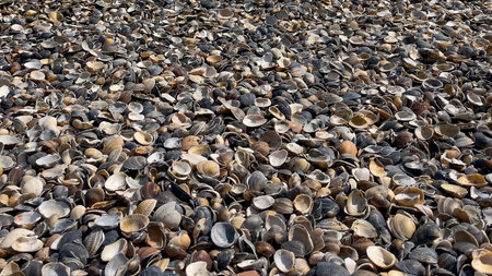 Empty cockle and clam shells cover the ground in a dense layer on a beach, shown from a high-angle...