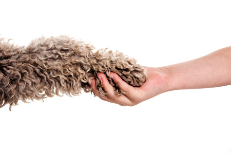 hand and paw shaking dog and girlの写真素材