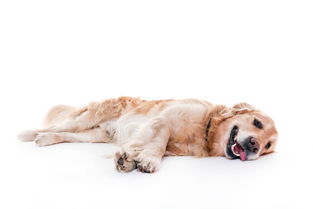 golden retriever lying and smiling in white studioの写真素材
