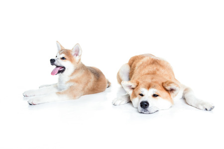 two akita dogs in white studio standings