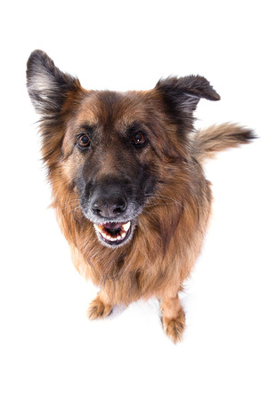 german sheperd sitting in white studio watching the cameraの写真素材