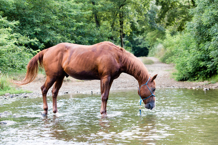 horse alone drinking in a riverの写真素材