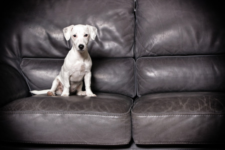 jack russel puppy sitting in  sofa watching the camera .の写真素材