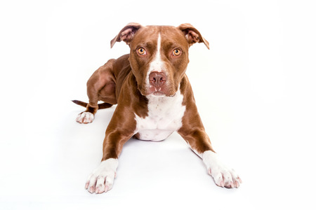 pitt bull dog portrait laying in white background, looking at the cameraの写真素材
