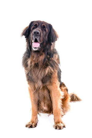 Berner Sennenhund dog portrait sitting on a white backgroundの写真素材