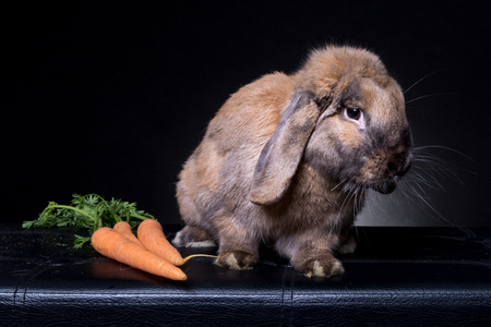 brown bunny rabbit portrait looking right  on black background, with carrotsの写真素材
