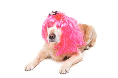 golden retriever dog  with wigs posing in white studioの写真素材
