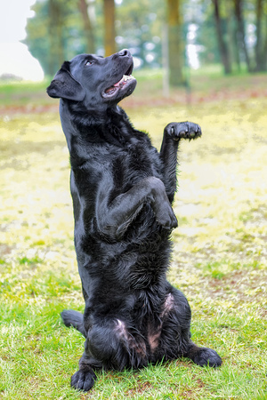 black labrador breed is sitting on its hind legs and looking to the side, runs the command, isolated in the  natureの写真素材