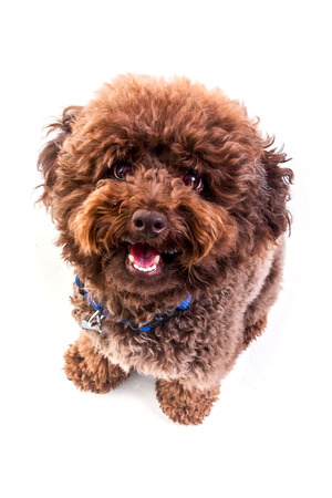 toy poodle dog sitting in white studio , watching in camera, from above.の写真素材