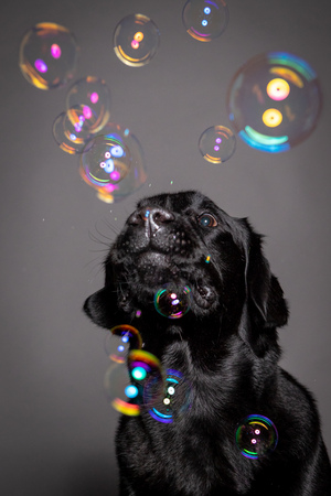 black labrador playing with soap bubbles in a grey blackground.の写真素材