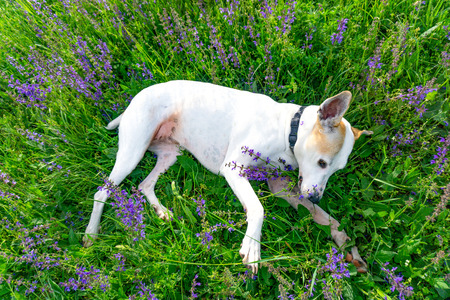 Beautiful white dog laying down on green grass and purple flowersの写真素材