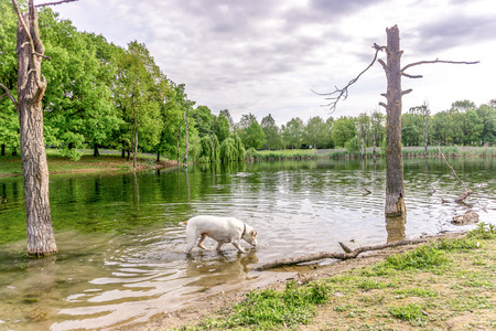 White dog drinking and walking in the water on the lake
