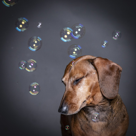 Dachsund dog playing With Soap Bubbles on grey background. Funny expressionの写真素材