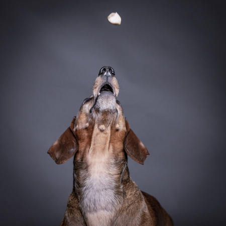dachsund dog portrait studio catching food.の写真素材