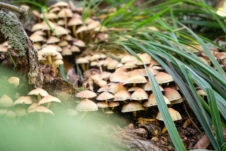Beautiful family of young mushrooms with thin legsの写真素材