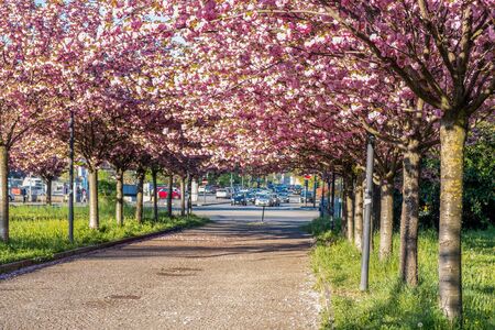 cherrry trees path in Turin city (Italy)の写真素材