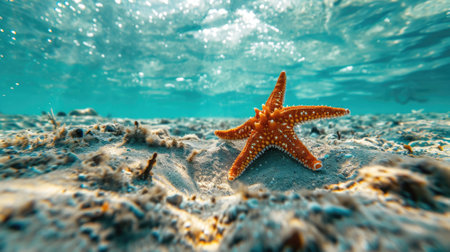 Starfish on the seabed. Underwater photo of sea life.の素材