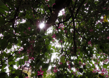 The rays of light through nature.の写真素材