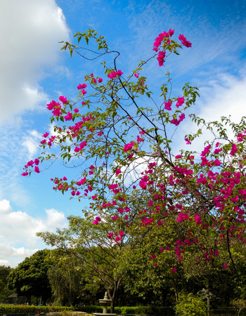 Life in its most beautiful form.の写真素材