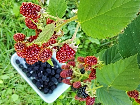 Fresh blackberries in the garden and in a bowlの写真素材
