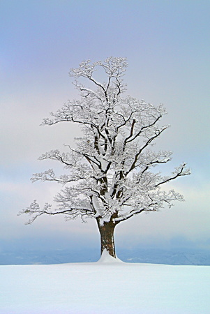 Maple tree solitaire in winterの写真素材