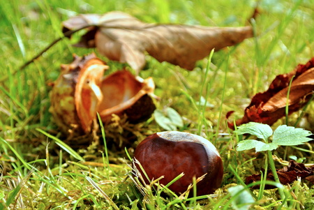 Chestnut in autumn on grass in parkの写真素材