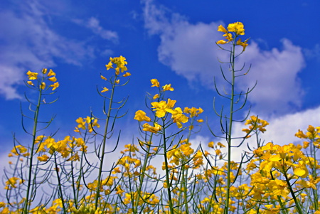 Colza rapeseed field and blue skyの写真素材