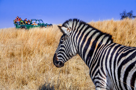 A Plains or Burchells Zebra watches as a Safari game drive vehicle full of tourists approaches.のeditorial素材