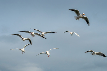 Black Headed Gulls in winter plumage. North Sunderland Harbour, Seahouses, Northumberland, England...