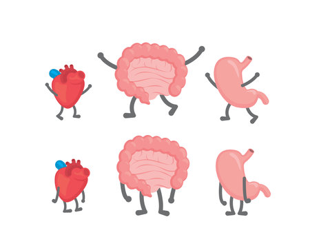 Illustrations of human heart, stomach and intestinesのイラスト素材