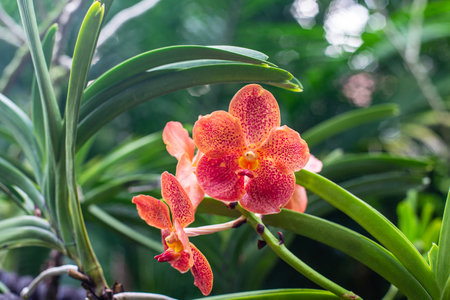Close up of beautiful vanda orchid blossomsの写真素材