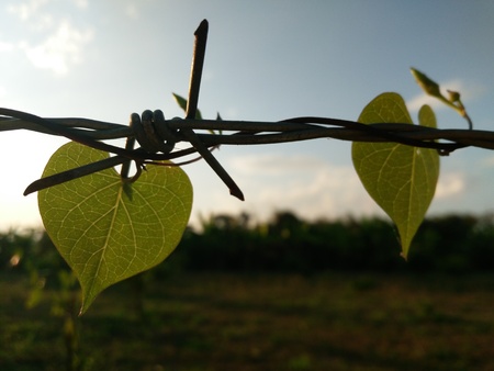 leaves