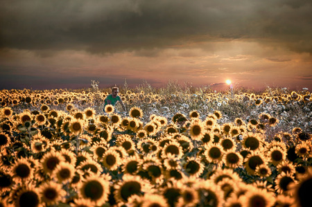 Lonely biker riding through sunflower fieldsのeditorial素材
