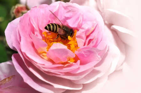 Bee on a pink flower の写真素材