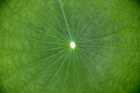 Closeup shot on lotus leaf with green backgroundの写真素材