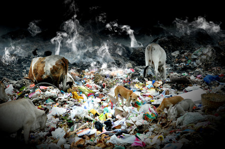 indian poor cattle eating not grass of waste plastic