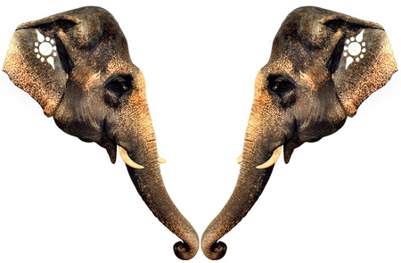 closeup shot on couple elephant with isolated backgroundの写真素材