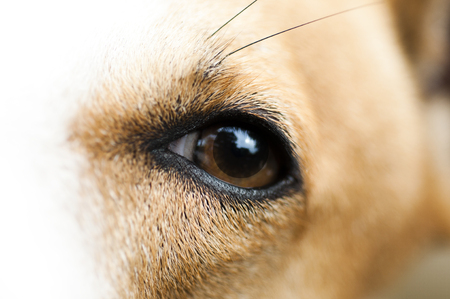 closeup shot on brown dog eyeの写真素材