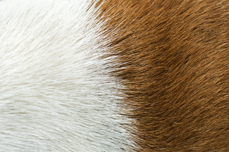 closeup shot on double color animal hair