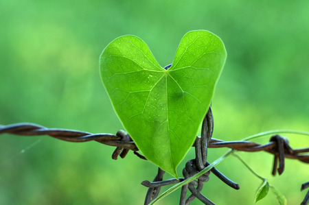 closeup shot on heart leaf with wire fenceの写真素材
