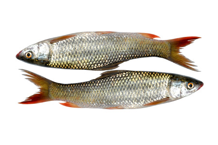 fresh bass fish with isolated background