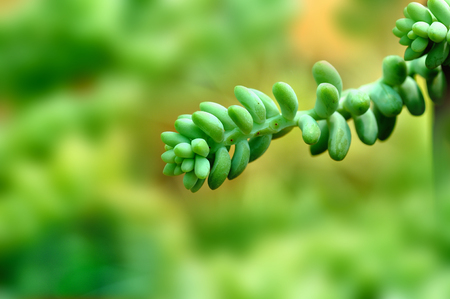 camera shot on green succulent plantの写真素材