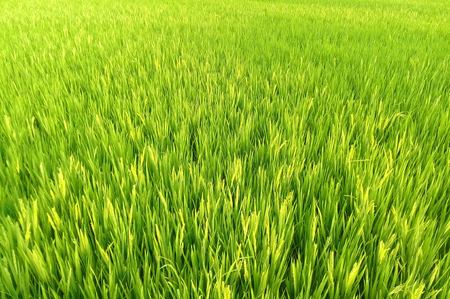 camera natural shot on Natural rice fieldの写真素材