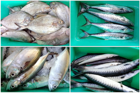 camera shot on different  fish at marketの写真素材