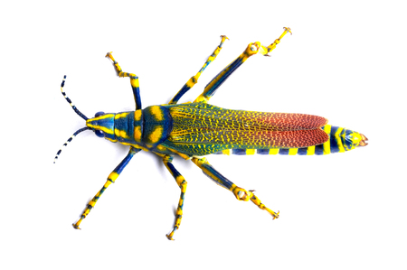 camera shot on grasshopper with isolated backgroundの写真素材