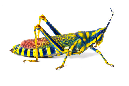 camera shot on grasshopper with isolated backgroundの写真素材