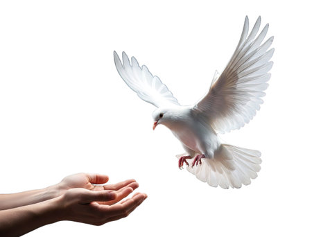 Freedom in Flight with isolated backgroundの写真素材