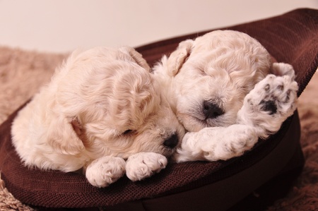 puppies sleeping in hat