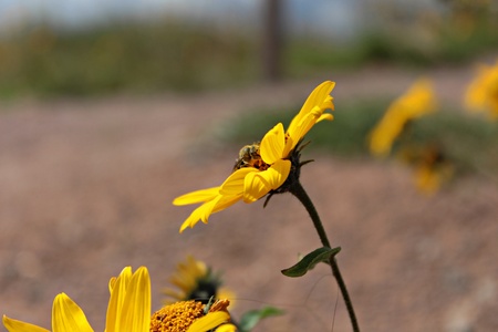 yellow flowerの写真素材